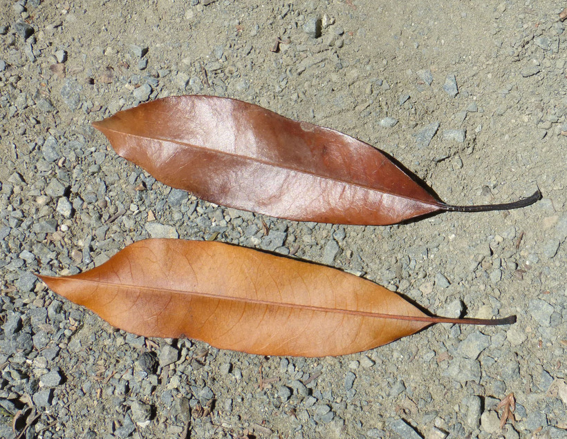Photinia davidiana