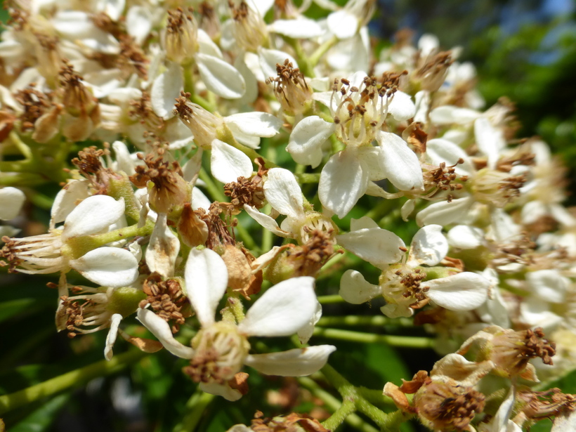 Photinia davidiana