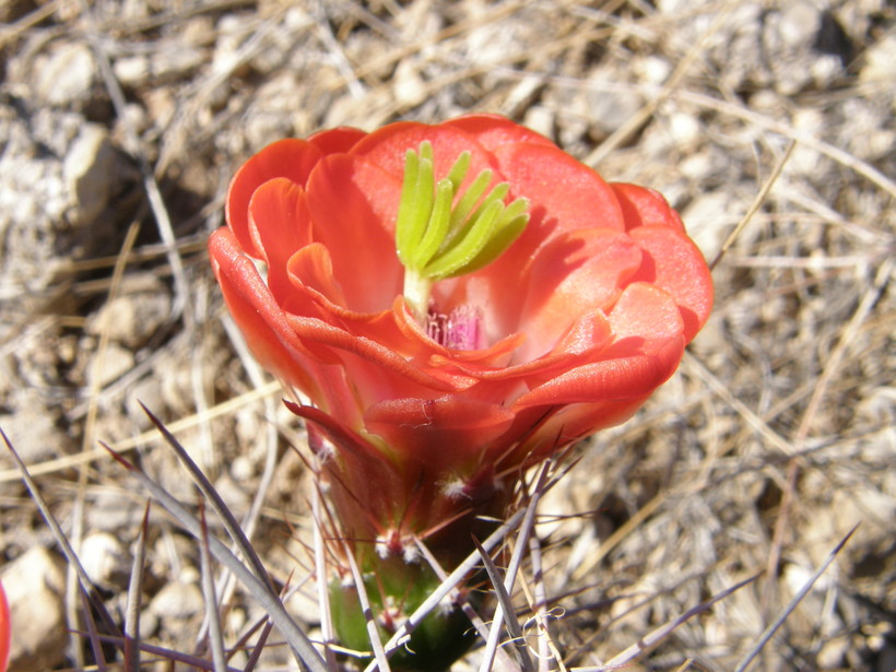 Echinocereus coccineus subsp. transpecosensis