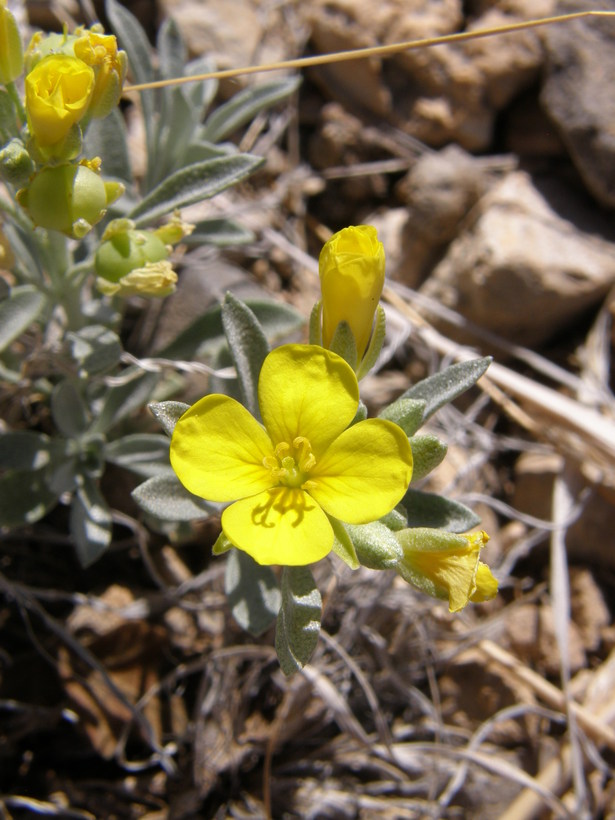 Physaria fendleri