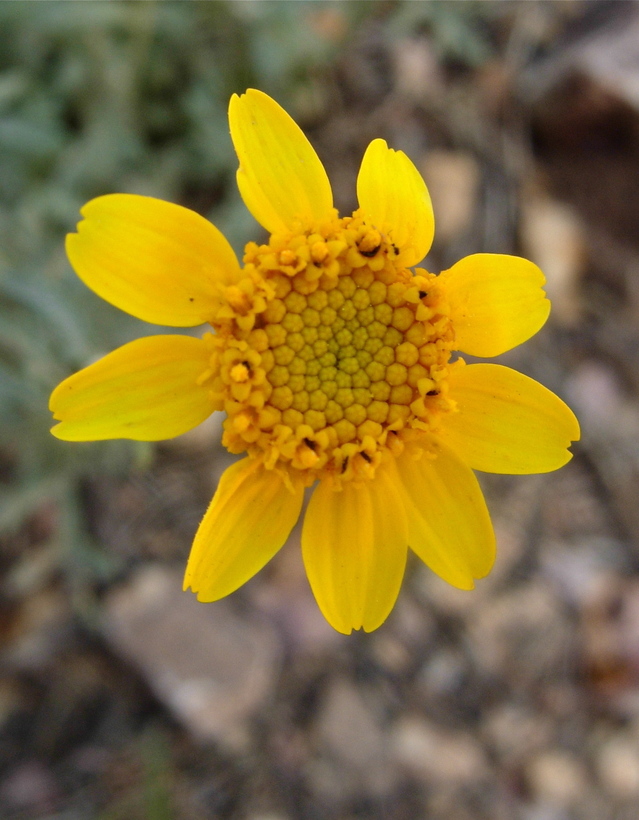 Eriophyllum lanatum