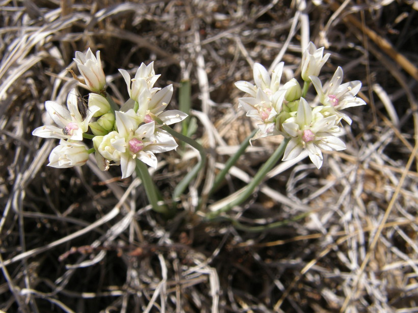 Allium macropetalum Allium macropetalum