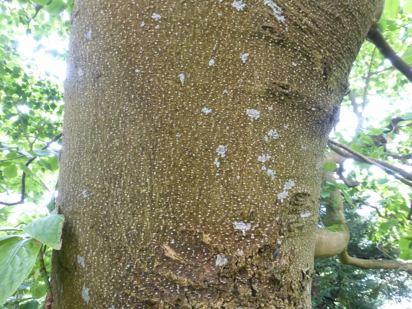 Magnolia x veitchii