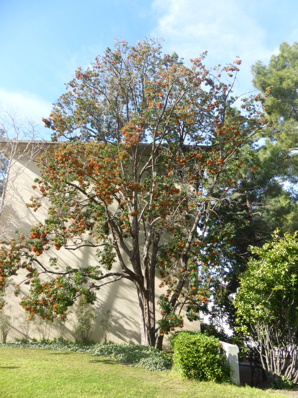 Photinia davidiana