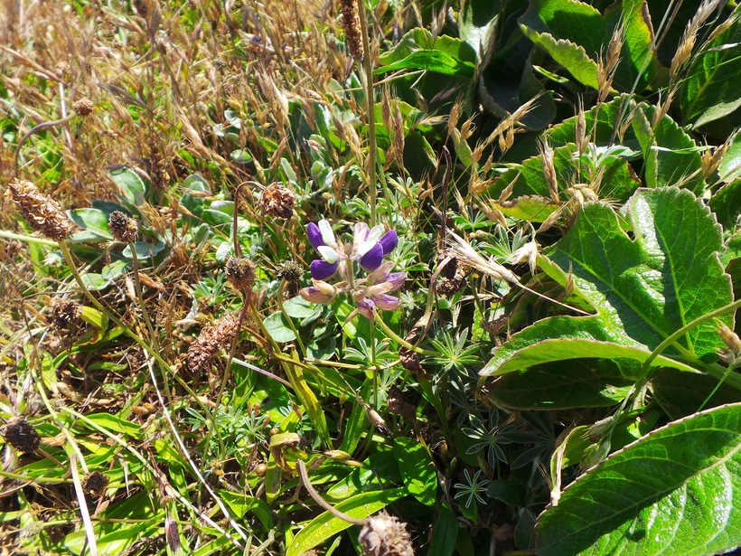 Lupinus littoralis