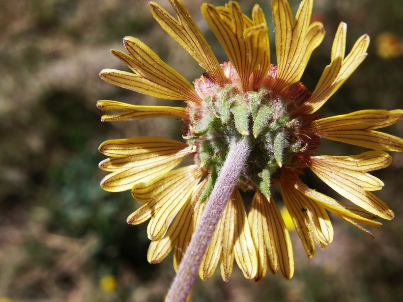 Gaillardia pinnatifida