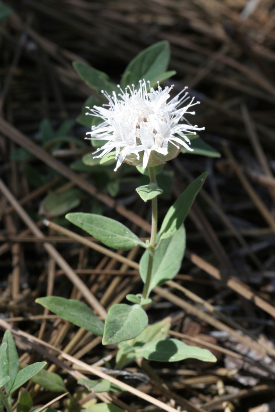 Monardella odoratissima ssp. pallid