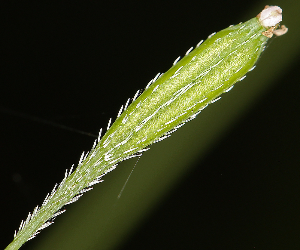 Osmorhiza berteroi