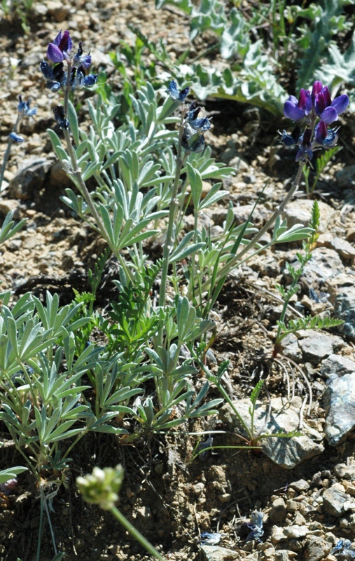 Lupinus lapidicola