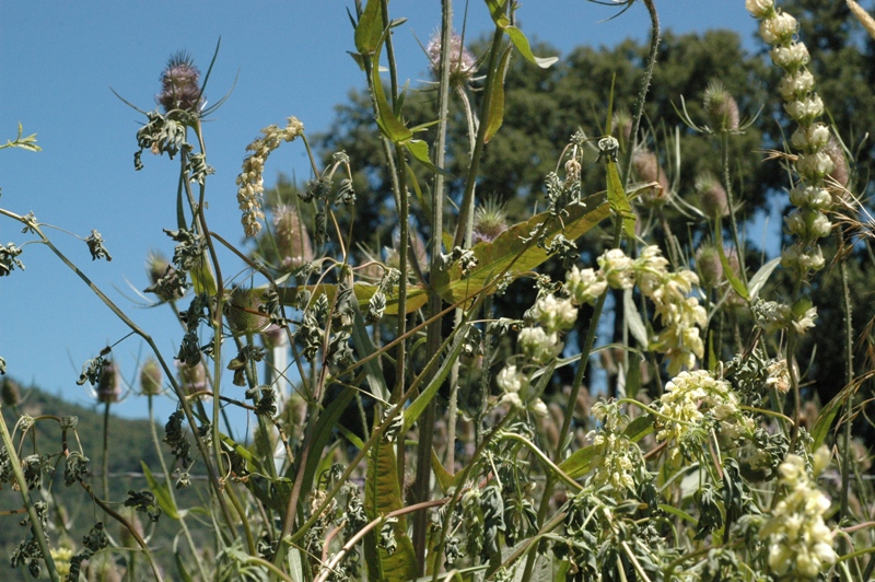 Lupinus milo-bakeri