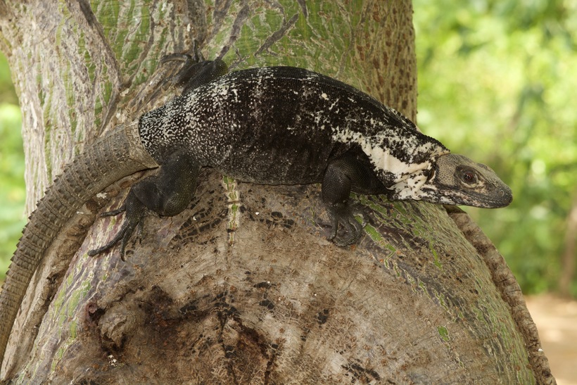 Ctenosaura acanthura