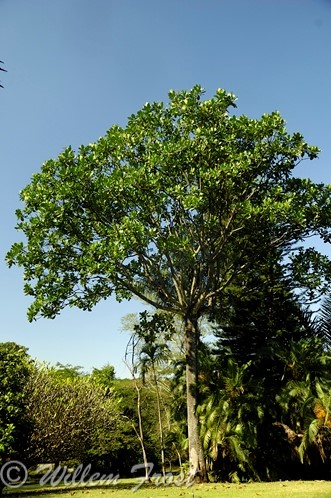 Anthocleista grandiflora Anthocleista grandiflora