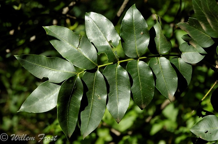 Ekebergia capensis