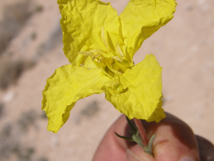Oenothera hartwegii ssp. filifolia