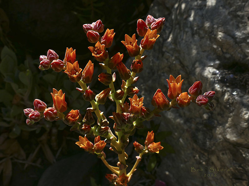 Dudleya palmeri Dudleya palmeri