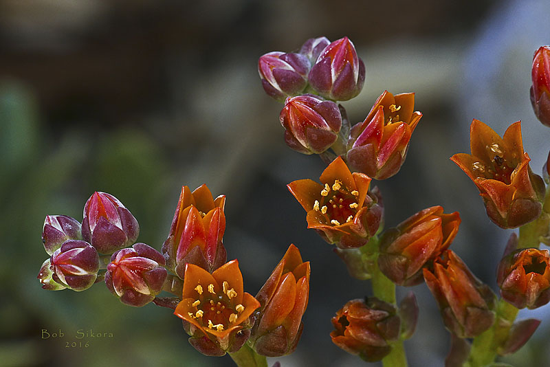 Dudleya palmeri