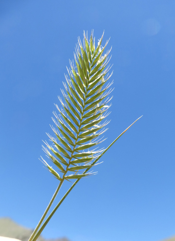 Agropyron cristatum