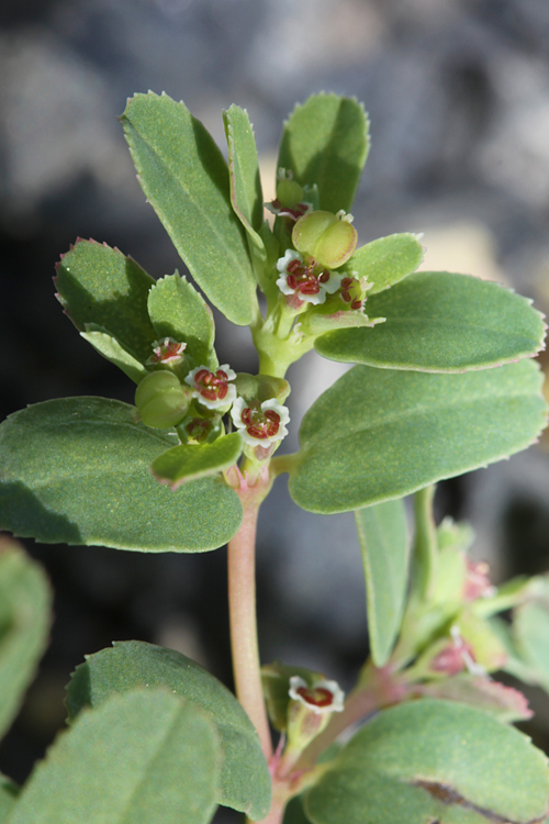 Euphorbia serpillifolia Euphorbia serpillifolia
