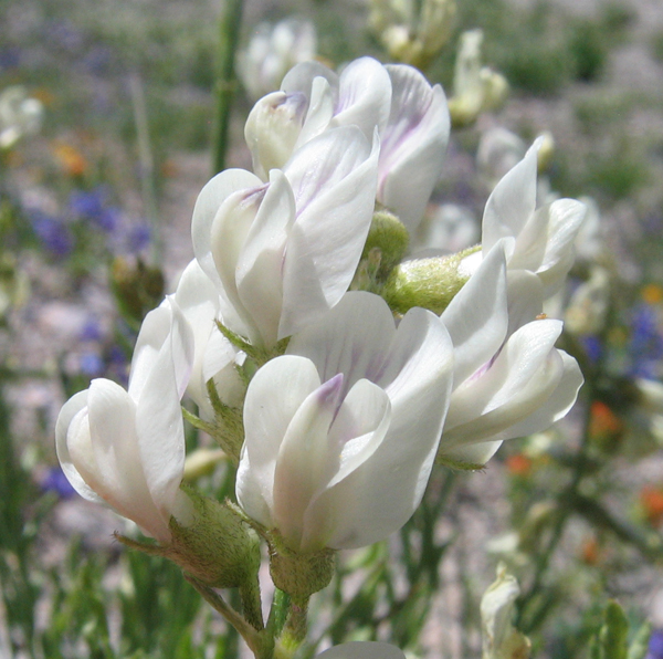 Astragalus miser var. oblongifolius Astragalus miser var. oblongifolius