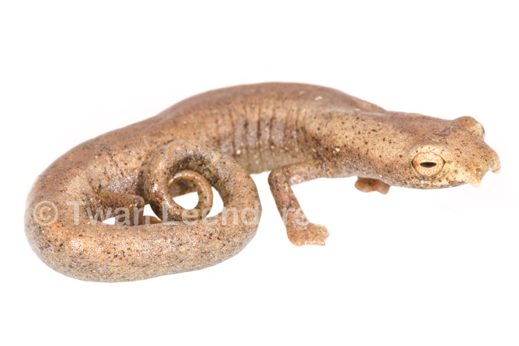 Bolitoglossa cuna