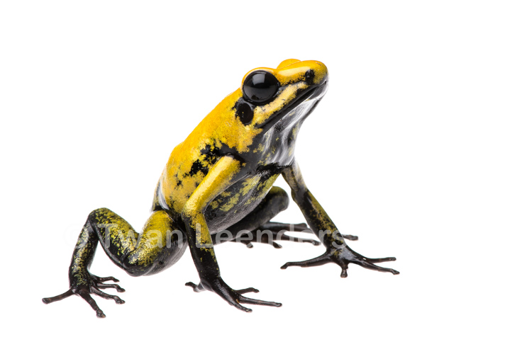 Phyllobates bicolor Phyllobates bicolor