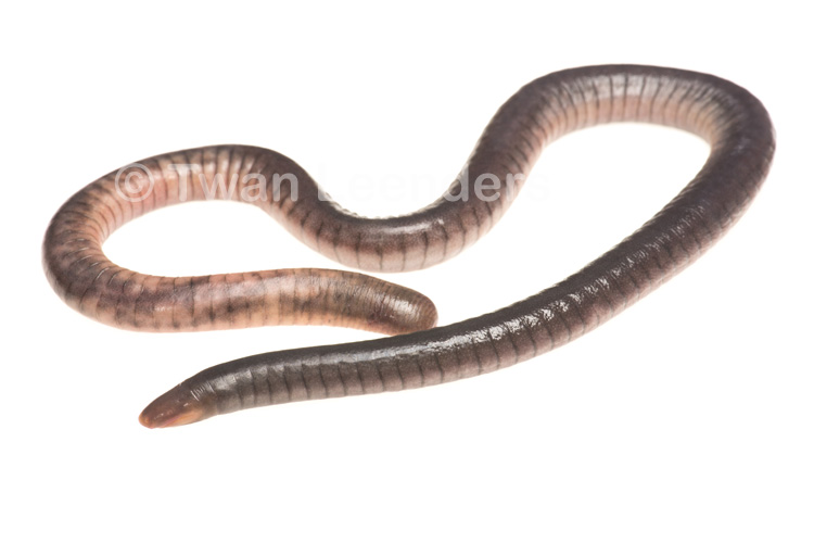 Dermophis parviceps