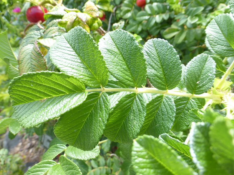 Rosa rugosa