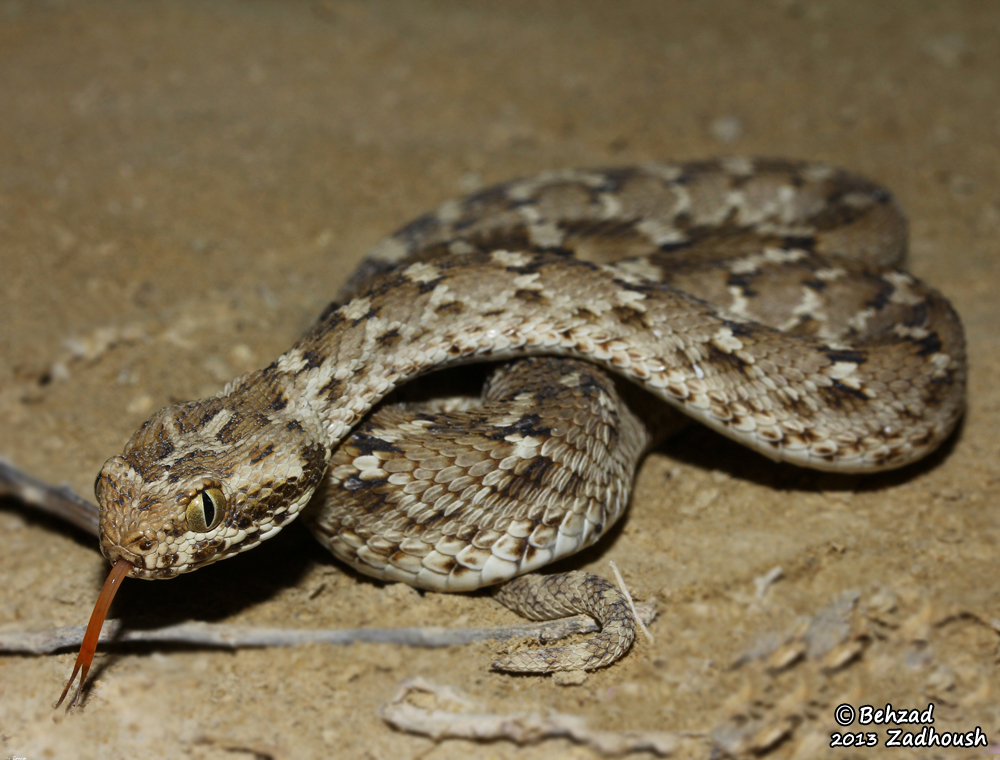 Echis carinatus