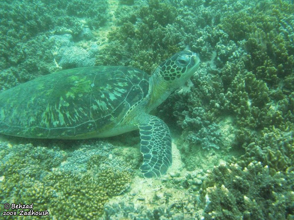 Chelonia mydas