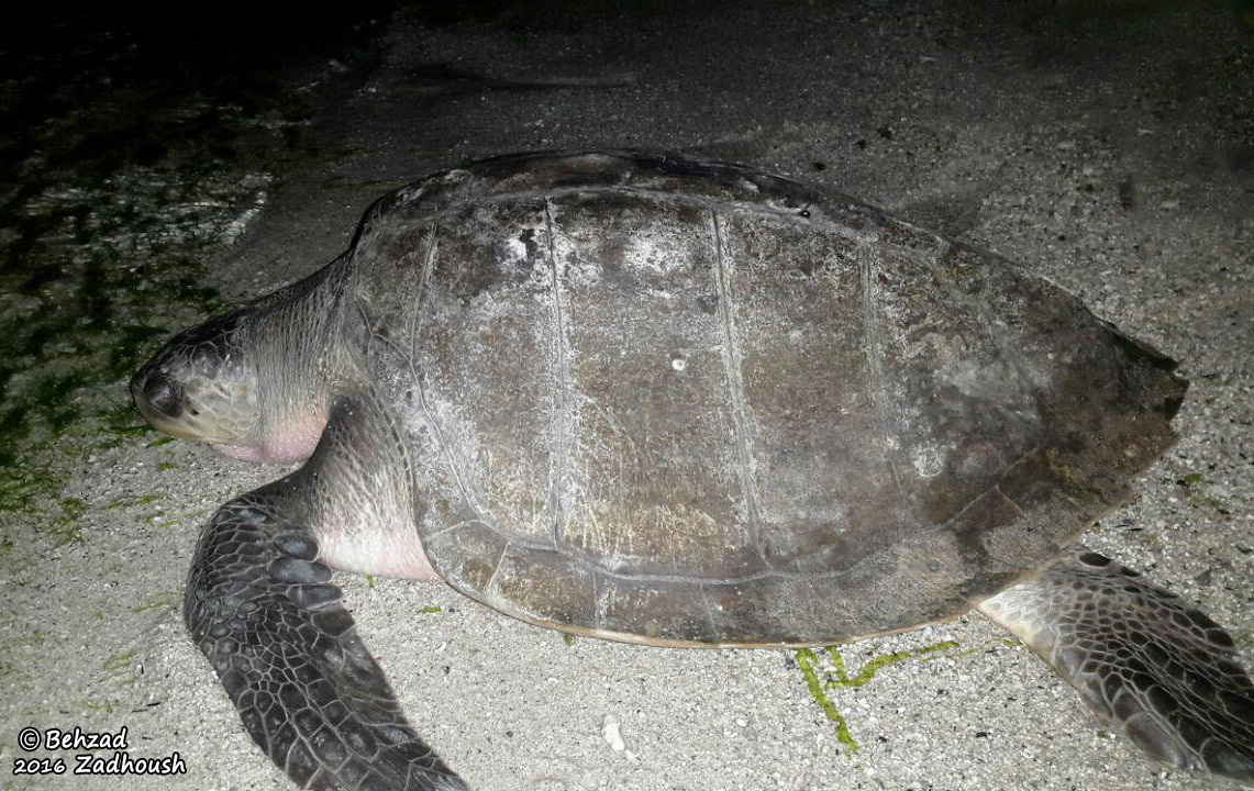 Lepidochelys olivacea Lepidochelys olivacea