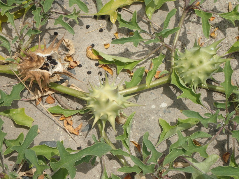 Datura quercifolia