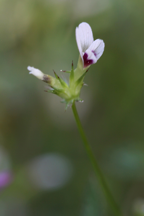 Trifolium variegatum Trifolium variegatum