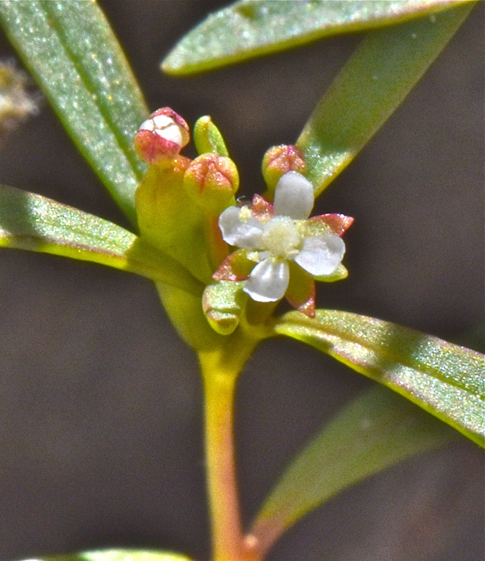Gayophytum humile
