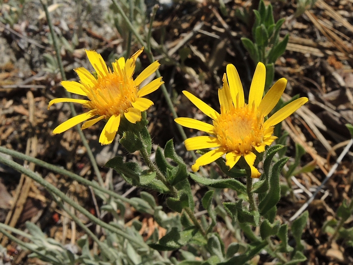 Heterotheca villosa var. minor Heterotheca villosa var. minor