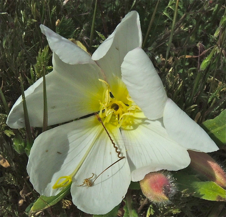 Oenothera deltoides ssp. cognata