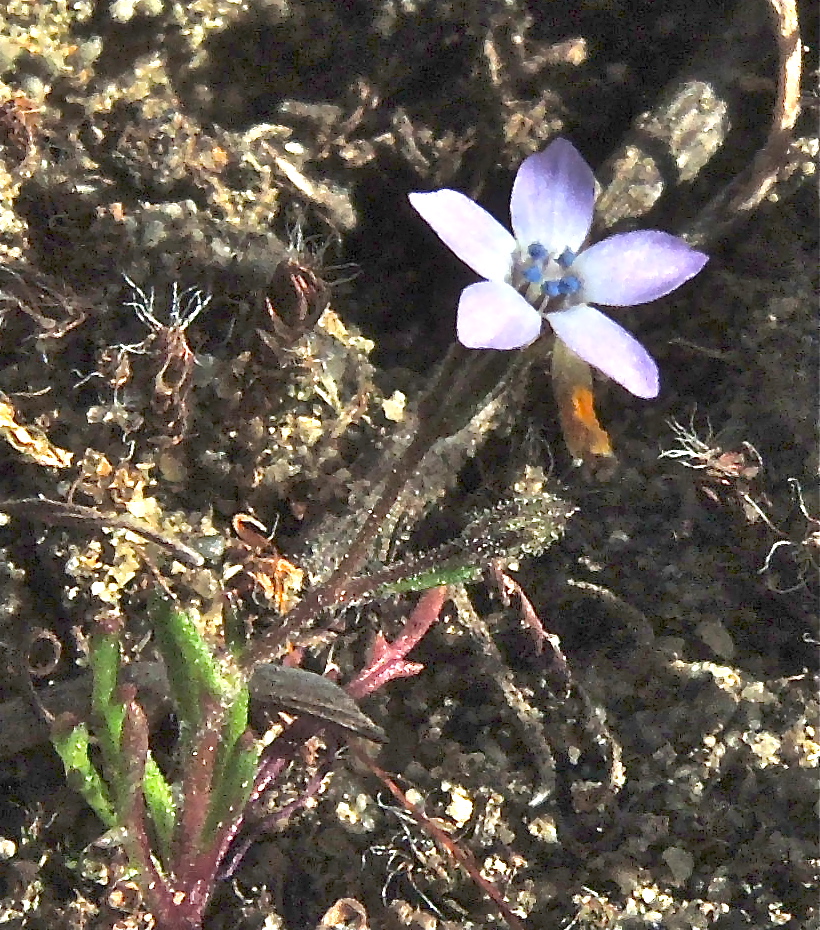 Gilia minor