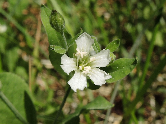 Silene menziesii Silene menziesii