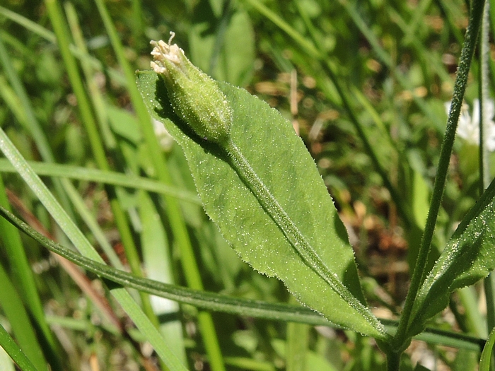 Silene menziesii Silene menziesii