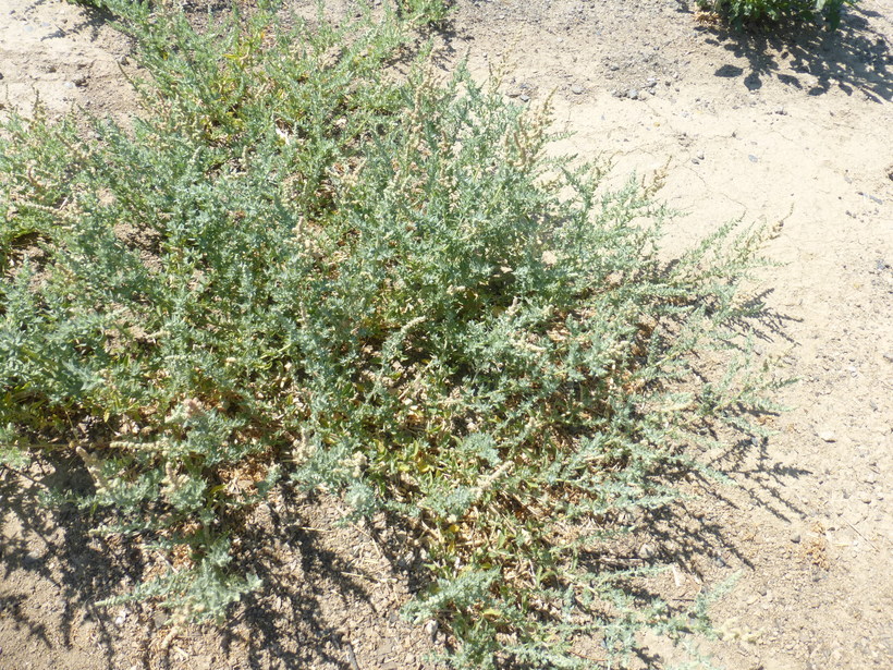 Atriplex serenana var. serenana