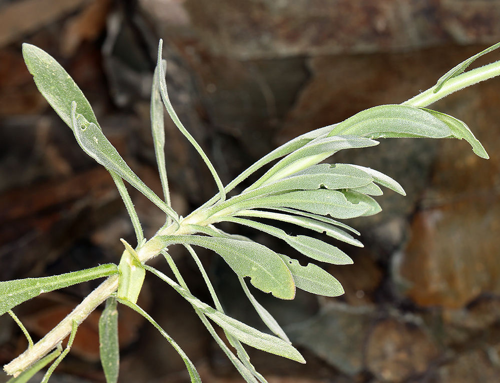 Boechera inyoensis