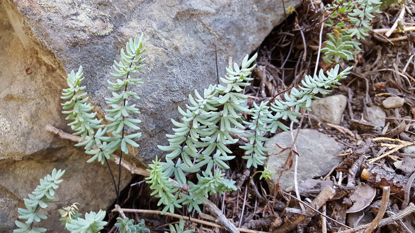 Pellaea brachyptera
