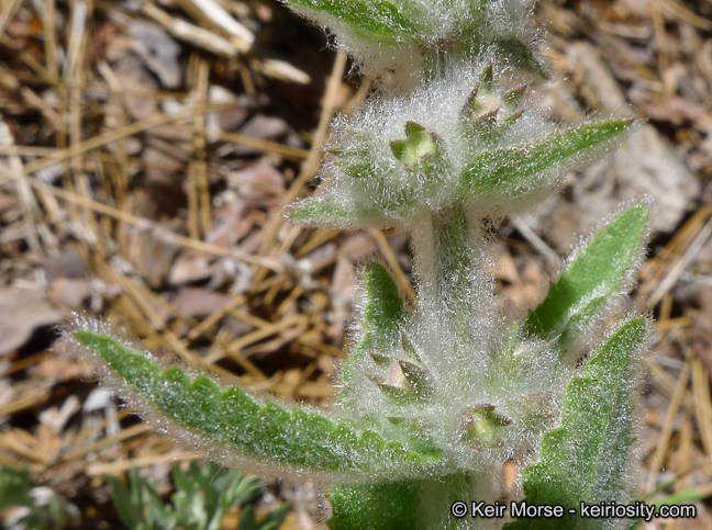 Stachys albens