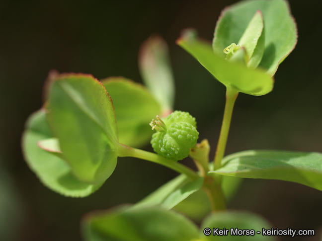 Euphorbia spathulata