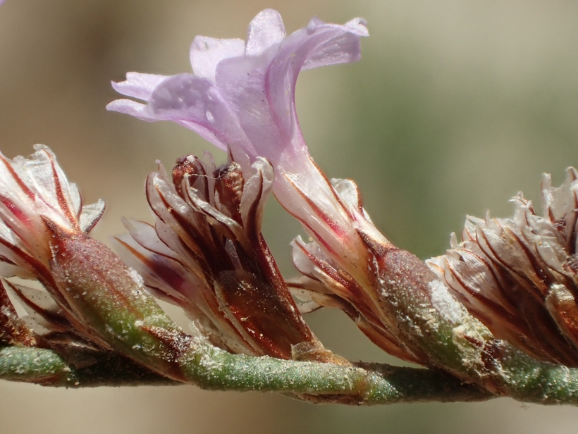 Limonium duriusculum