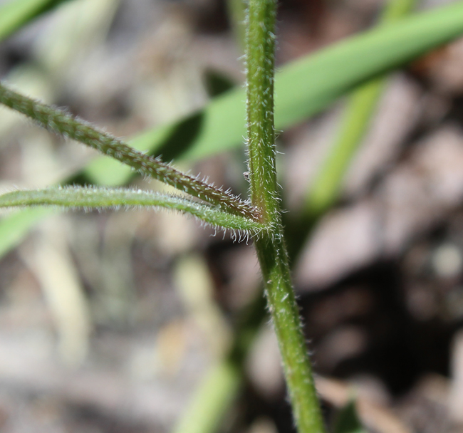 Erigeron jonesii