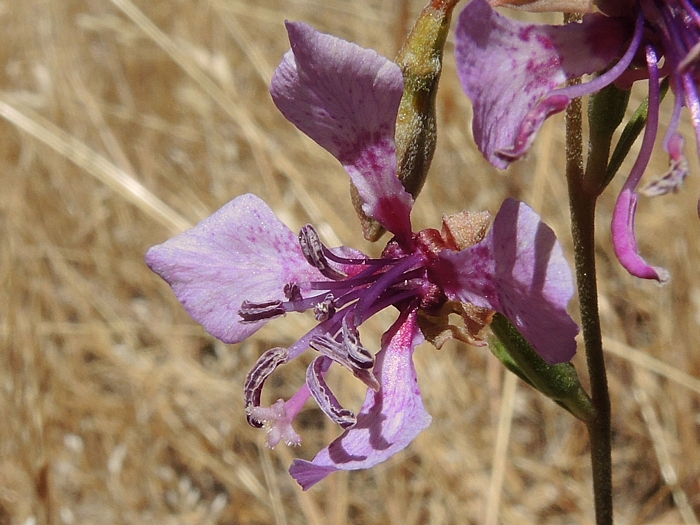Clarkia virgata Clarkia virgata