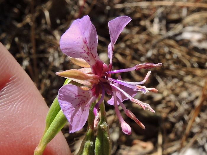 Clarkia virgata Clarkia virgata