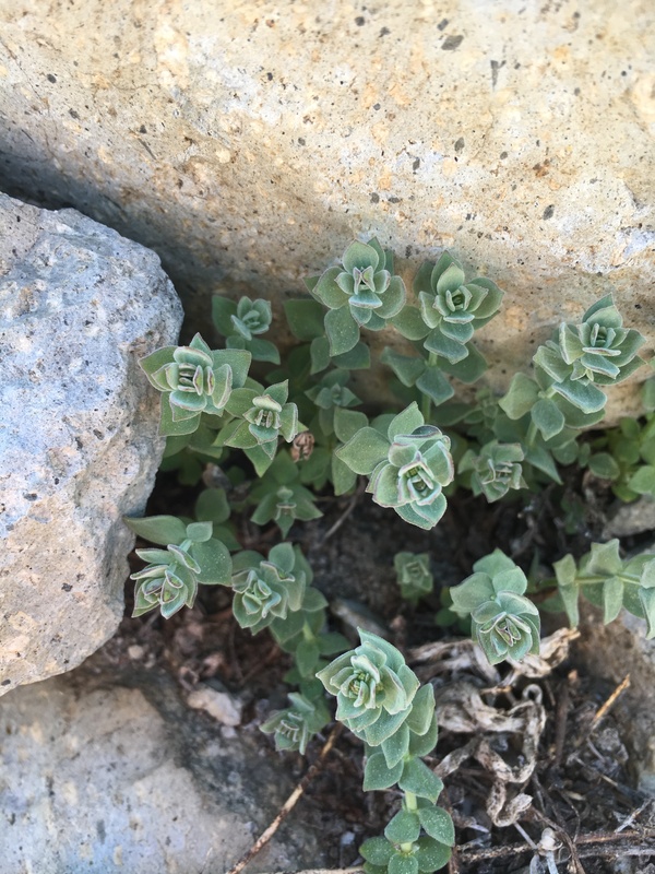 Galium grayanum