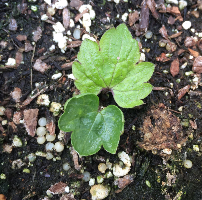 Ranunculus cortusifolius ssp. major