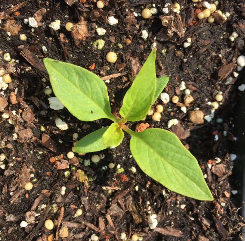 Celosia argentea
